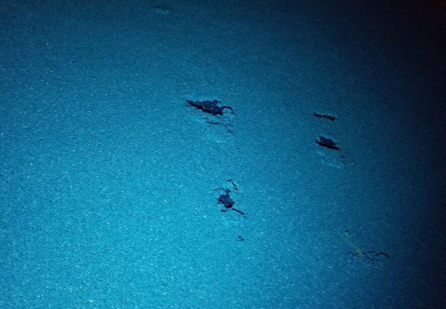 可惡！公園的塑膠跑道施工遭遇不文明行為人